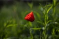 Poppy in the meadow ,dreamy wild poppy on fields Royalty Free Stock Photo