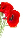 Poppy fresh flowers Royalty Free Stock Photo