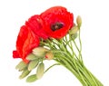 Poppy fresh flowers Royalty Free Stock Photo