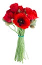 Poppy fresh flowers Royalty Free Stock Photo