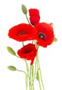 Poppy fresh flowers Royalty Free Stock Photo