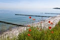 Poppy in front of the sea