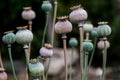 Poppy fruit dry shell head with seeds grown on meadow Royalty Free Stock Photo