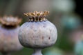 Poppy fruit dry shell head with seeds grown on meadow Royalty Free Stock Photo