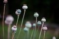 Poppy fruit dry shell head with seeds grown on meadow Royalty Free Stock Photo