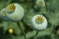 Poppy fruit dry shell head with seeds grown on meadow. Close up horizontal background with shallow depth of field Royalty Free Stock Photo