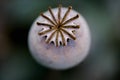 Poppy fruit dry shell head with seeds grown on meadow Royalty Free Stock Photo