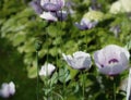 poppy garden green color nature leaf beauty flowers shadow sunlight