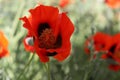 poppy garden, in nature and newly opened. Royalty Free Stock Photo