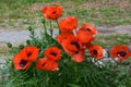 Poppy Garden with Orange Oriental Poppies in Bloom