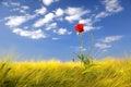 Poppy in a golden wheat field