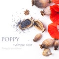 Poppy grain and flowers Royalty Free Stock Photo