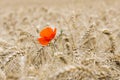 Poppy in Grainfield