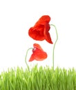 Poppy with grass isolated Royalty Free Stock Photo