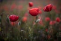 Poppy in the grass