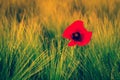Poppy in grass. Royalty Free Stock Photo