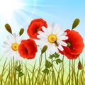 Poppy grass seamless wallpaper