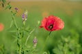 Poppy with green blurry background close-up 3 Royalty Free Stock Photo