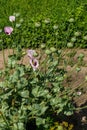 Poppy green boxes with seeds and purple poppy flowers