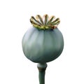 Poppy green capsule on stalk closeup