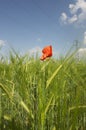 Poppy in a green field Royalty Free Stock Photo