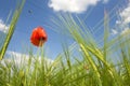 Poppy in a green field Royalty Free Stock Photo