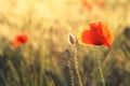 Poppy in a green field