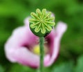 In the garden grows a poppy with green heads Royalty Free Stock Photo