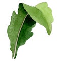 Poppy green leaf. Watercolor background illustration set. Isolated poppy illustration element.