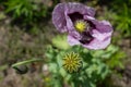 Poppy growing in a home garden. Poppy head against the background of a green garden Royalty Free Stock Photo