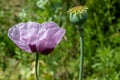 Poppy growing in a home garden. Poppy head against the background of a green garden Royalty Free Stock Photo