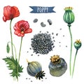 Poppy, hand-painted watercolor set