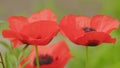 Poppy head macro shot, poppy flower on a field. Beautiful poppy blossom. Papaveraceae. Close up. Royalty Free Stock Photo