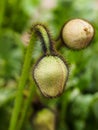 Poppy Head Before Opening Royalty Free Stock Photo