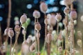 poppy heads, poppy field, poppy heads Royalty Free Stock Photo