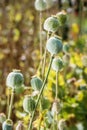 Poppy heads, poppy field, poppy heads Royalty Free Stock Photo