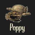 Poppy heads and seeds. Vector black vintage engraved Royalty Free Stock Photo