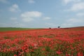 Poppy Heaven