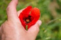 Poppy in the hand of a gardener.