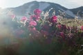 Poppy in Kamchatka
