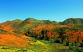 Poppy landscape, California poppy superbloom ,Walker Canyon