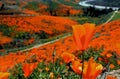 Poppy landscape, California poppy superbloom ,Walker Canyon