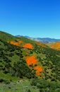 Poppy landscape, California poppy superbloom ,Walker Canyon