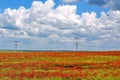 Poppy Landscape Royalty Free Stock Photo