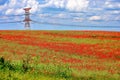 Poppy Landscape