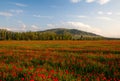 Poppy landscape