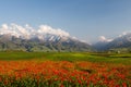 Poppy landscape