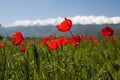 Poppy landscape