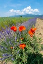 Poppy and lavender in the Rose Valley Bulgaria
