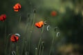 Poppy lawn.Poppy flower against green field in a windy day.